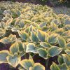 Hosta Liberty